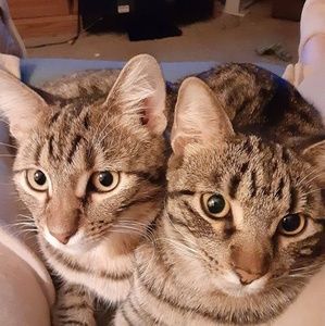 Meet your Posher, Dixie downs